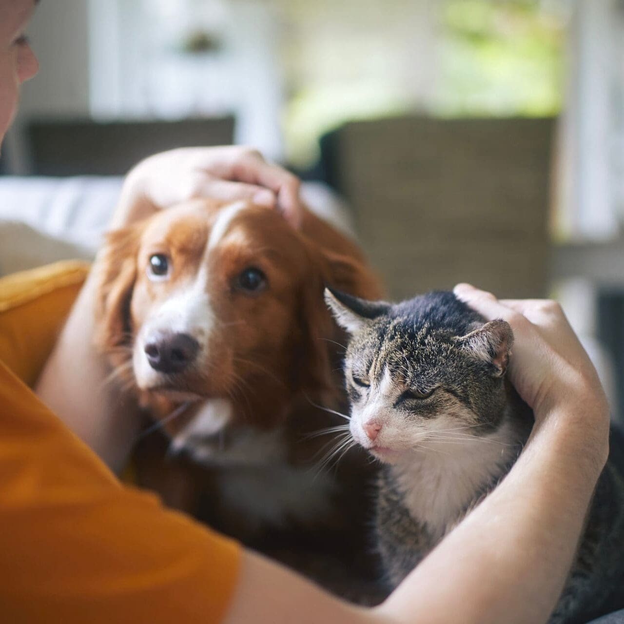 Washing pet dog at home